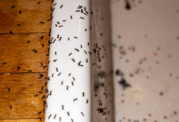 Best Affordable Pest Control Services  in Coats Bend, AL