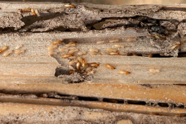 Best Commercial Pest Control Services  in Coats Bend, AL